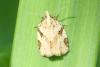 Clepsis spectrana